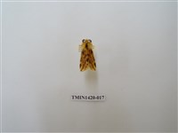 藏品(碎斑黃東燈蛾)的圖片